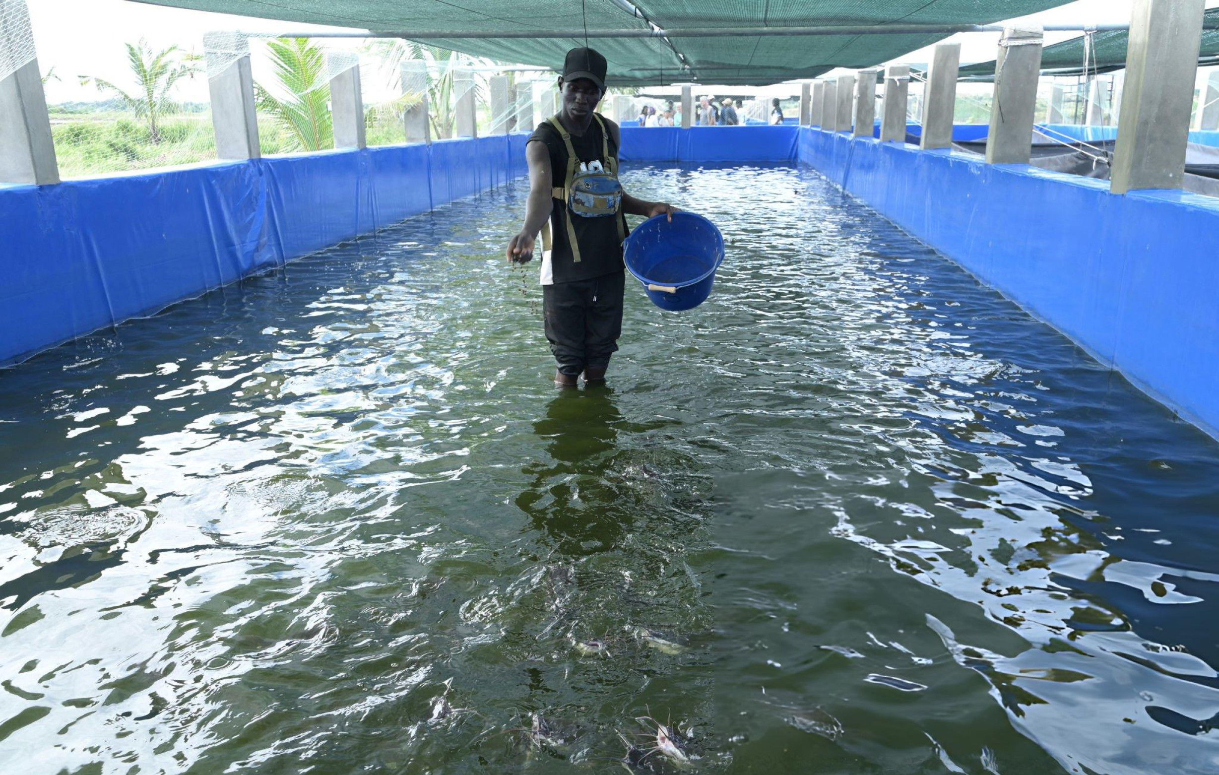 Catfish farming